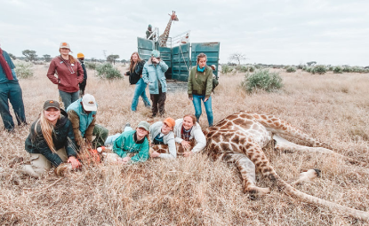 Aggies on the African savannah subduing a sedated giraffe while conducting veterinary procedures