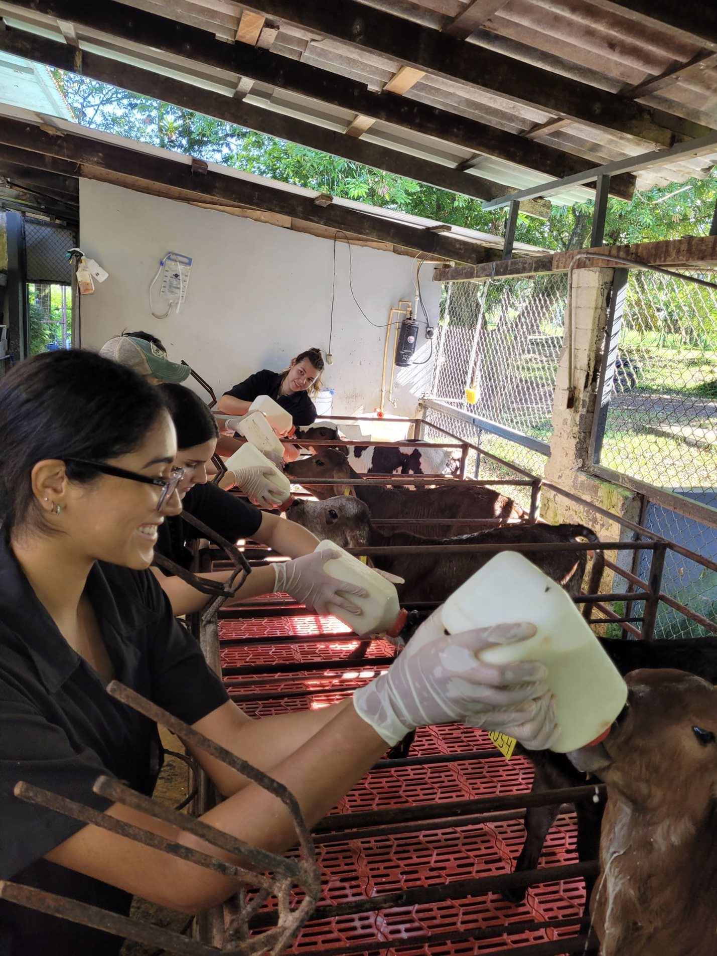 People bottle feeding calves.