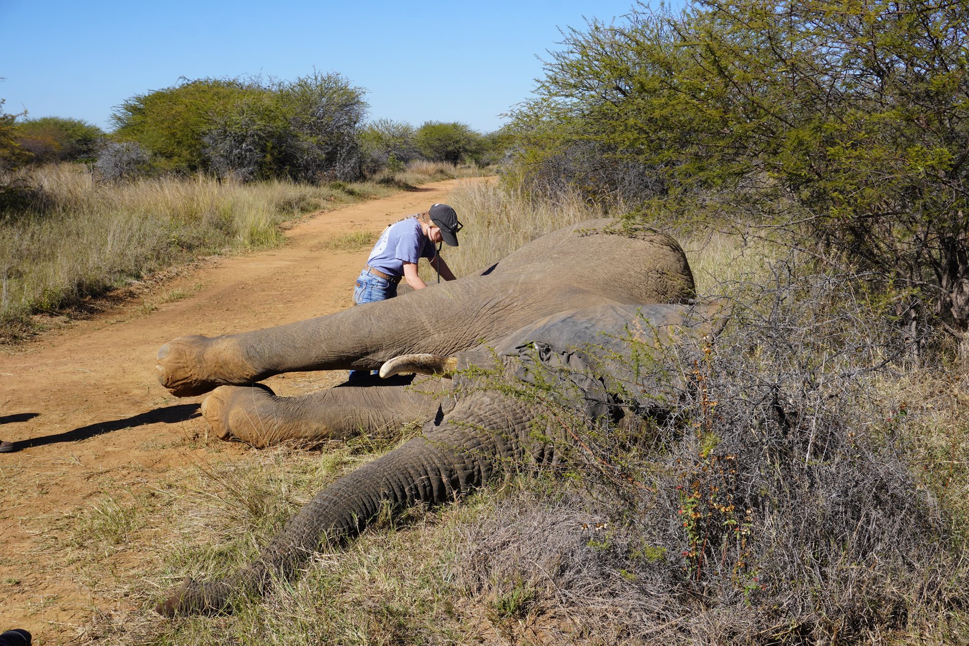 Student examining an elephant in Africa