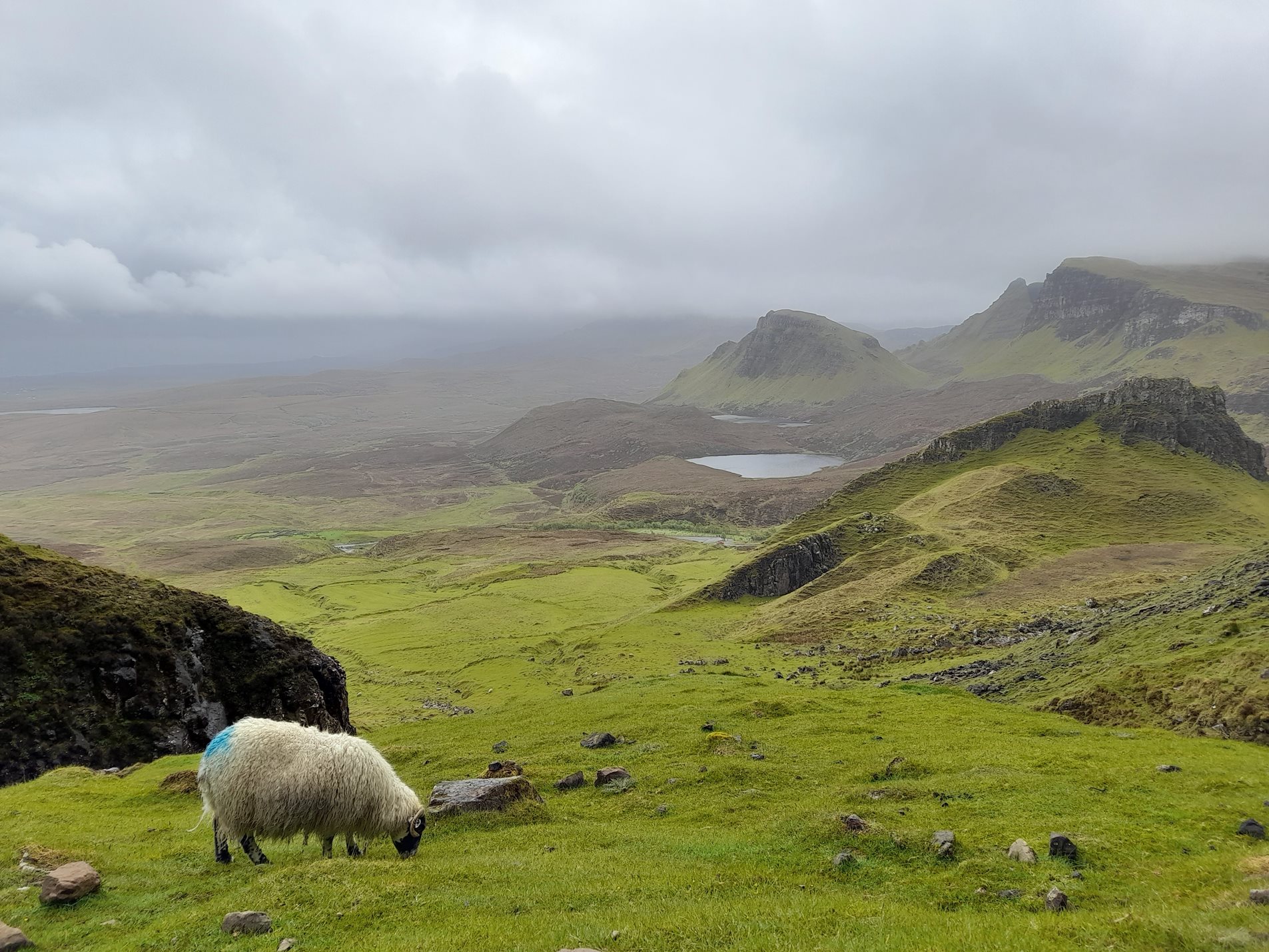 A sheep grazing on green slopes in the countryside