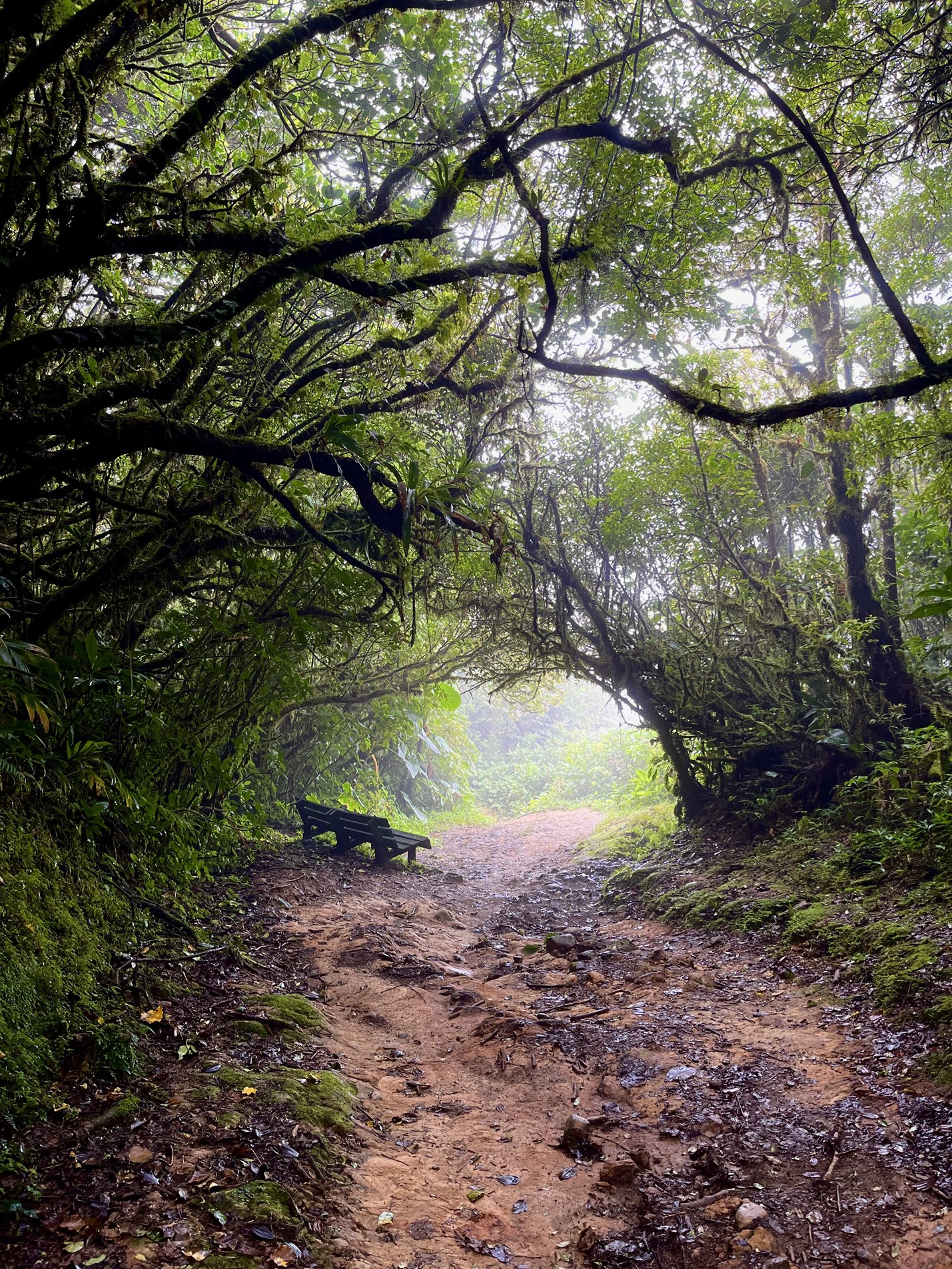 A bench on a path in the Monteverde Cloud Forest in Costa Rica
