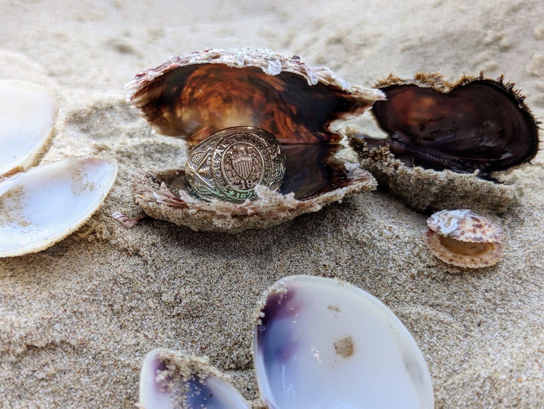 An Aggie class ring sitting on in an oyster shell on a beach